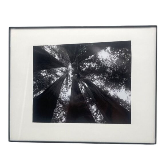 Black & White Forest Canopy Photography In Modern Black Frame 14x11" READ - Picture 1 of 8